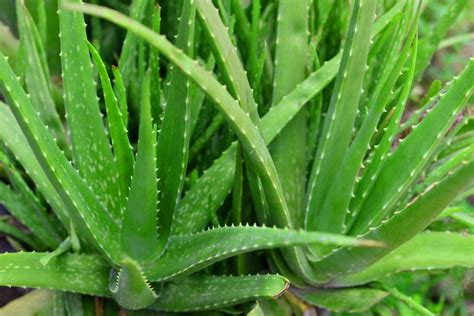 12 Types Of Aloe Plants And Aloe Care Tips For The Garden Hgtv