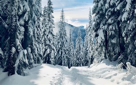 Download Wallpaper 2560x1600 Forest Winter Snow Trees