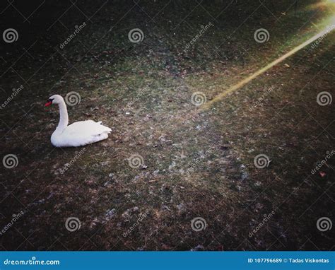 Lonely White Swan Stock Image Image Of Lake Beauty 107796689