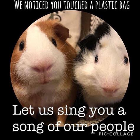 Guinea Pig Memes For Kids