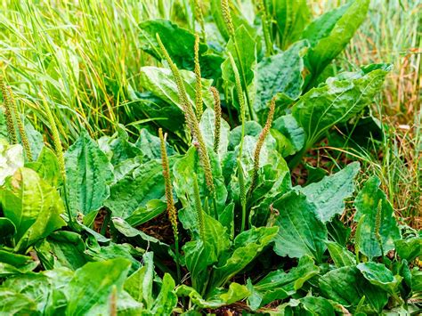 Identifying And Controlling Common Lawn Weeds Lovethegarden My XXX