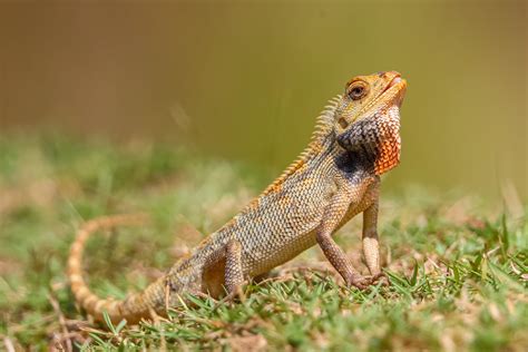 Changeable Lizard Changeable Lizard 变色树蜥 20191020jurong Flickr