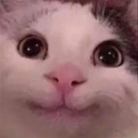 66 Cute Funny Reaction Cat Meme Face
