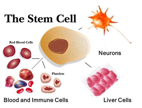 Stem Cells What Do They Do