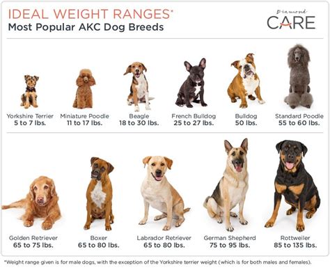 Ideal Weight Ranges For Popular Dog Breeds Popular Dog Breeds Akc