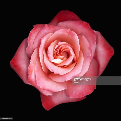 Pink Rose Closeup High Res Stock Photo Getty Images