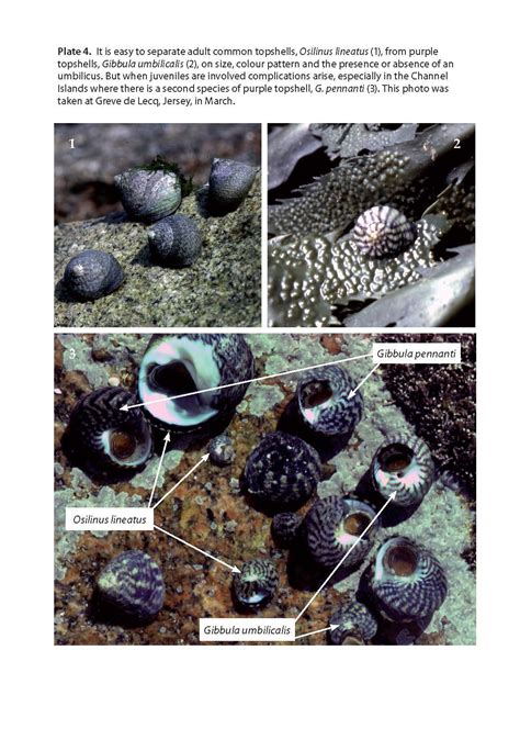 Snails On Rocky Sea Shores Naturalists Handbooks Pelagic Publishing