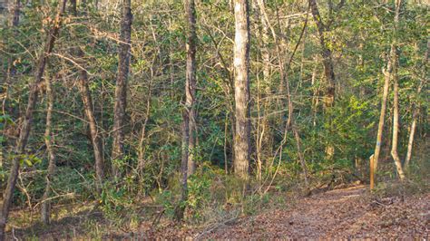 Lake Talquin State Park Florida Hikes