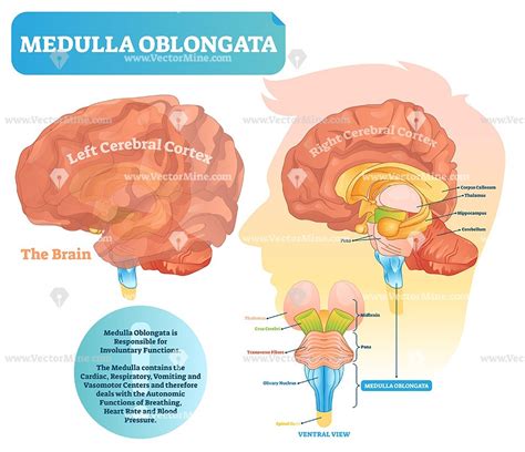 Medulla Oblongata Anatomical Brain Vector Illustration Diagram Vector