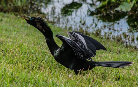 Florida Wading Birds
