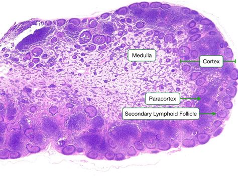 Histology Of The Immune System Lab