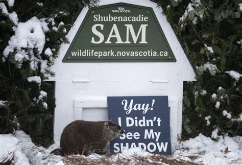 Shubenacadie sam on wn network delivers the latest videos and editable pages for news & events, including entertainment, music, sports, science and more, sign up and share your playlists. Canada's celebrity groundhogs predict an early spring ...