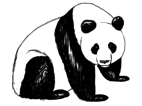 How To Draw A Panda Pandas Pinterest Drawings Panda Drawing And