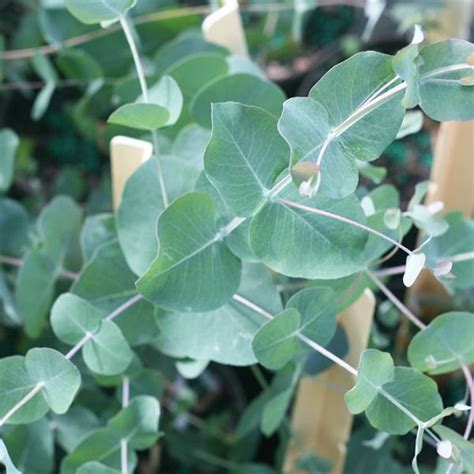 We did not find results for: Silver Dollar Eucalyptus Tree for Sale | Buy Eucalyptus ...