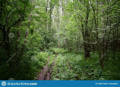 Dense Deciduous Forest And A Narrow Forest Path Running Away Into The