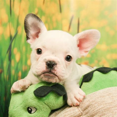 Majestic blue french bulldogs is not affiliated with any other french bulldog breeder. Black and White Frenchies | Bulldog puppies, Bulldog ...