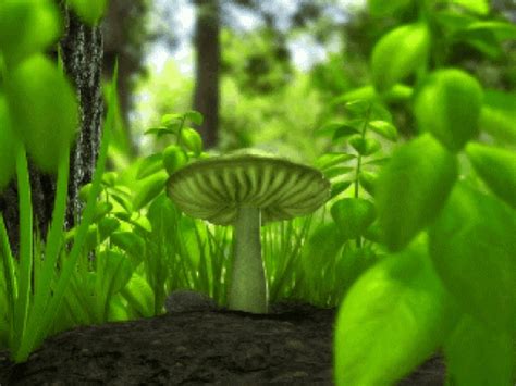 405 best nature gifs images in 2015 | beautiful gif, animated gif. Mushroom GIF - Find & Share on GIPHY