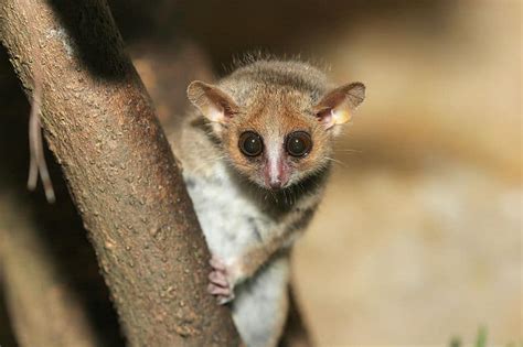 Grey Mouse Lemur Animal Facts Microcebus Murinus A Z Animals