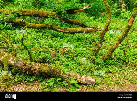 Boxwood Wood High Resolution Stock Photography And Images Alamy