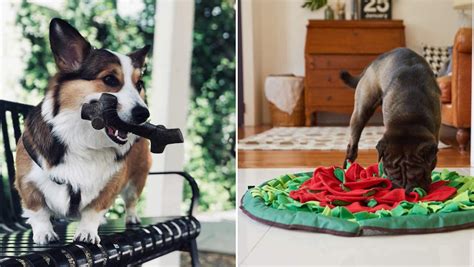 The 11 Best Toys To Keep Dogs Busy