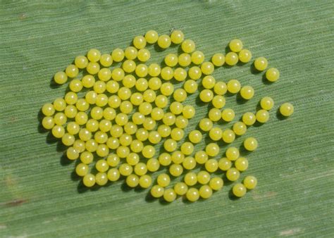 Bug Othe Week Contemplating Insect Eggs Riveredge Nature Center