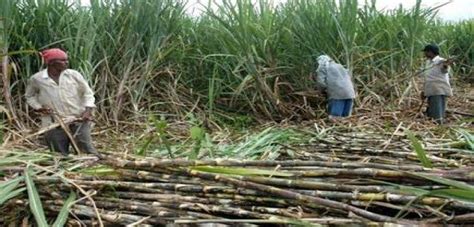 Cane Grower Sugarcane Farmer Growers