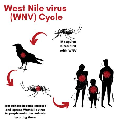 West Nile Virus Orange County Mosquito And Vector Control District