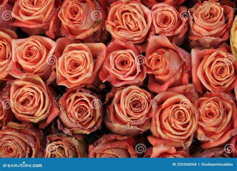 Peach Colored Roses Stock Photo Image Of Flowers Bouquet 250368568