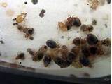 Images of Bed Bug Treatment In Philadelphia