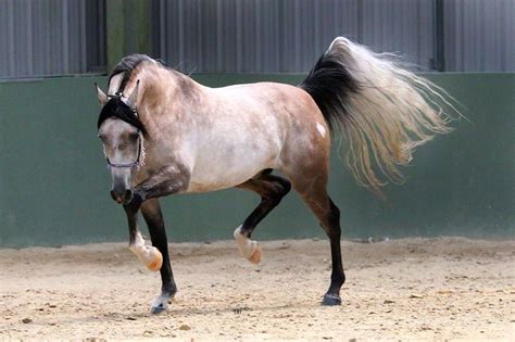 Dione Era Beautiful Arabian Horses Majestic Horse Horse Photos Horse