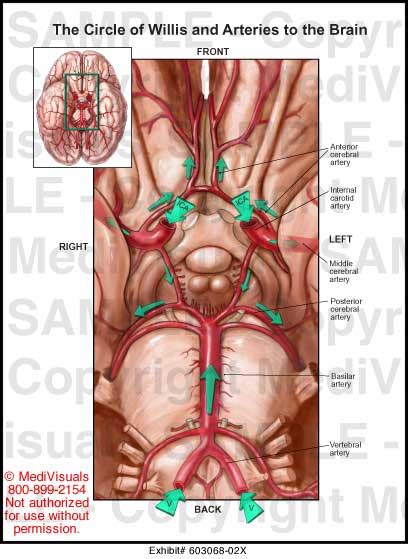 Circle Of Willis And Arteries To The Brain Medical Illustration