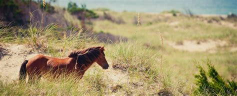 Take A Wild Horse Tour In The Outer Banks