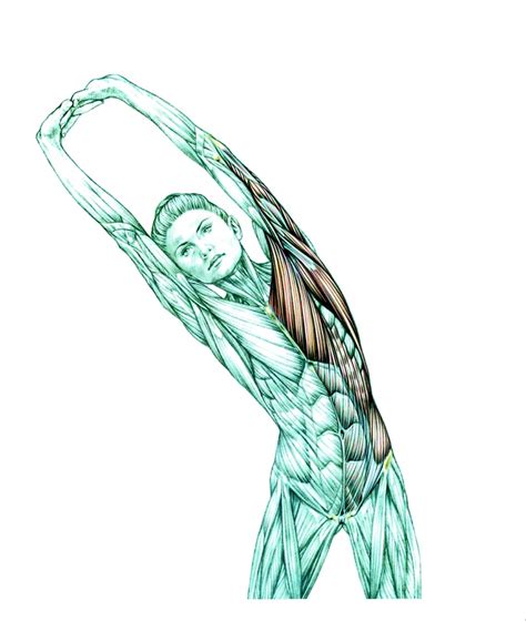 From "Delavier's Sculpting Anatomy for Women". For more information