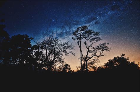 Trees Night Stars Wallpaper Hd Nature 4k Wallpapers Images And