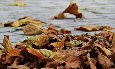 Enlever un bouchon d'oreille naturellement, c'est possible. Nourrir le sol naturellement | Jardins, Feuilles mortes et ...