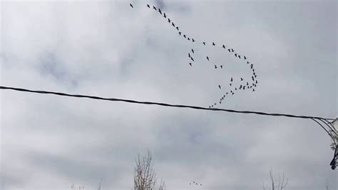 Geese Flying South For The Winter Youtube