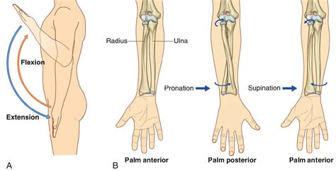 Pronation And Supination Of The Forearm Pronation And Supination Of Foot