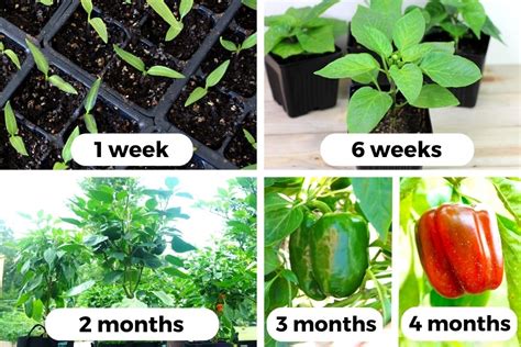 How Long Do Peppers Take To Grow Time For Each Variety