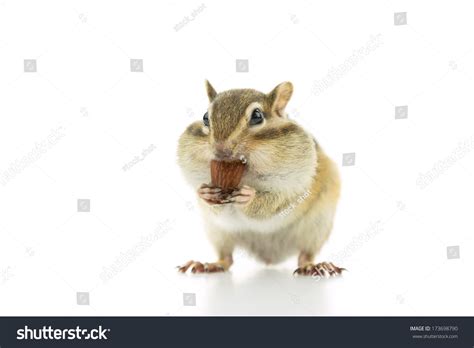 Cute Chipmunk Eating Almond Isolated On White Background Stock Photo