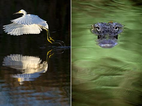 Western Everglades Photography Workshop Feb 28th 29th 2012 The