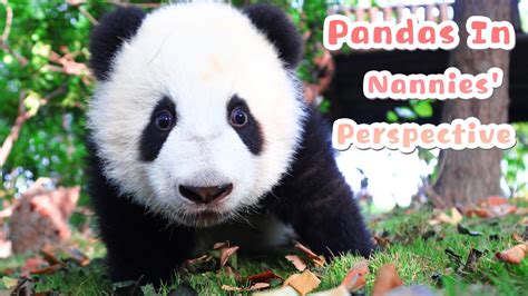 Watch Panda Babies From The Perspective Of Nannies Ipanda Youtube