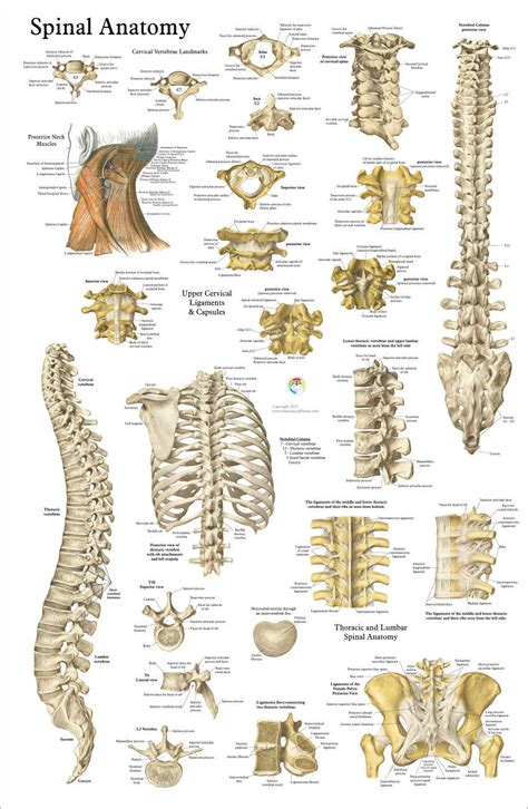Vertebral Column Anatomy Chart Spine Poster Spinal Wallchart Porn Sex Picture