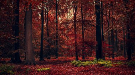 Fall Season Trees Forests Leaves Autumn Nature Coolwallpapersme
