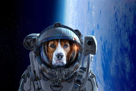 Dog Astronaut Stock Images Download 105 Royalty Free Photos