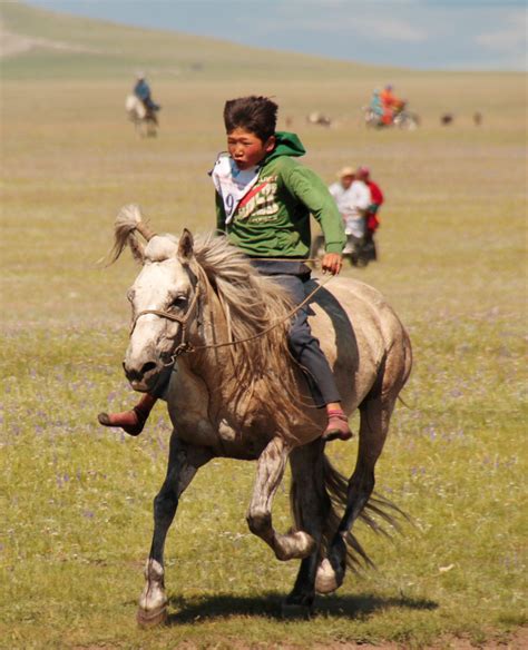 Horse Breed Mongol