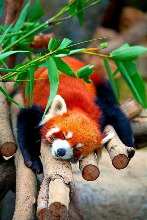 Urs Panda Roșu Ailurus Fulgens Panda Rosso Panda Animali
