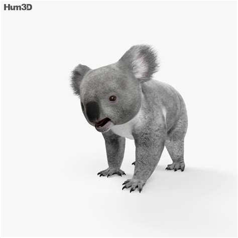 To bring your animal of choice into your warm and comfortable home, tap the 'view. Koala HD 3D model - Animals on Hum3D