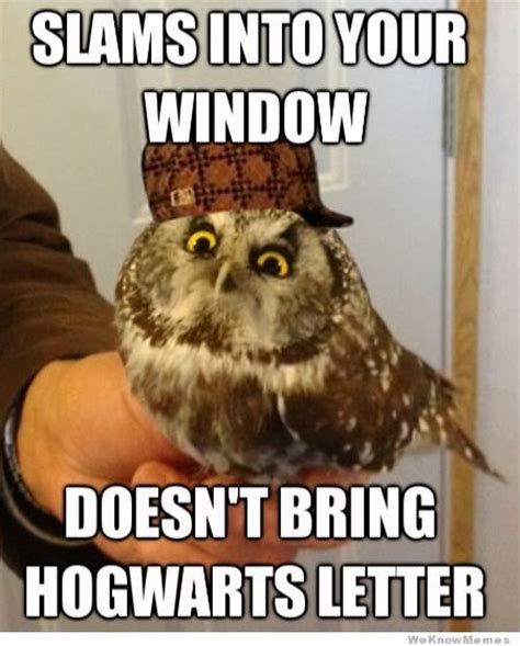 Who Owl Memes