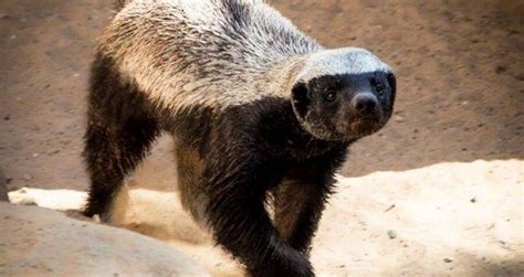 5 Million Year Old Honey Badger Ancestor Unearthed In South Africa