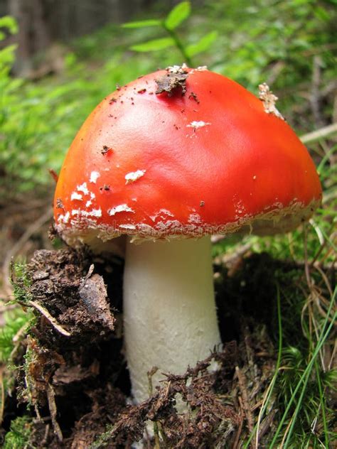 Red Capped Mushroom Stock Image Image Of Outside Habitat 3507109